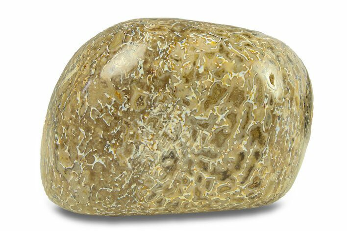 Polished Dinosaur Bone (Gembone) - Morocco #287516